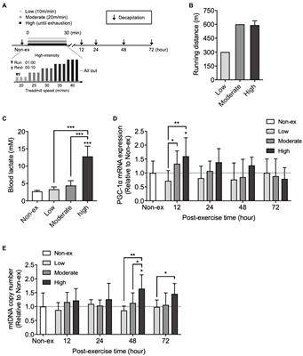 Exercise-Induced Lactate Release Mediates Mitochondrial Biogenesis in the Hippocampus of Mice via Monocarboxylate Transporters